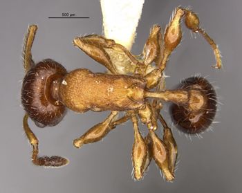 Media type: image;   Entomology 22416 Aspect: habitus dorsal view